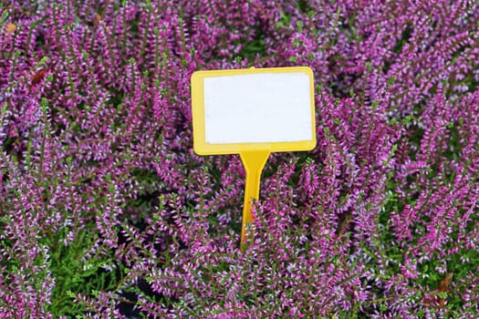 Empty message card in purple flowers bloom