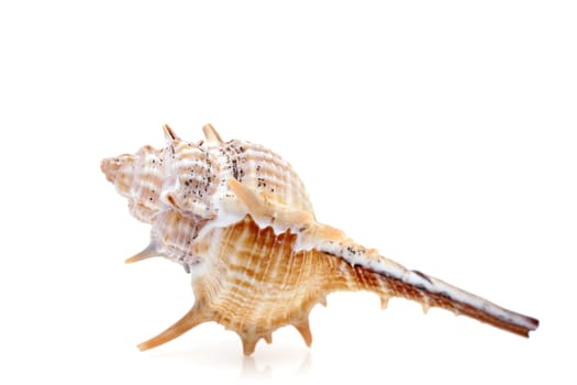 closeup of spiny seashell isolated on white background