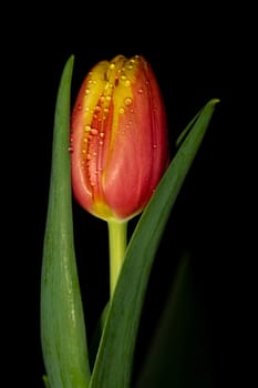 beautiful tulip on black background