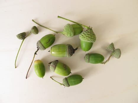 Green acorns with cupule in late summer