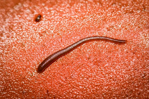 Suction worm on a sikikon cone in aquarium