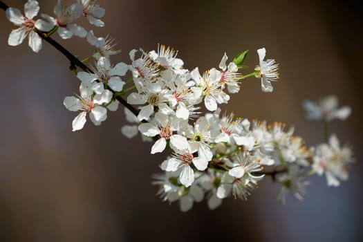 Blossoms on a wild cherry tree in spring