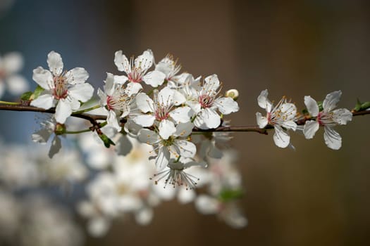 Blossoms on a wild cherry tree in spring