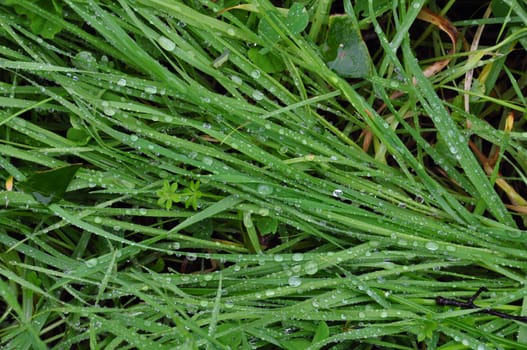Green grass after the rain. Abstract raindrops rainy weather background.