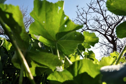 View of tree branches through green leaves with holes on sunny winter day.