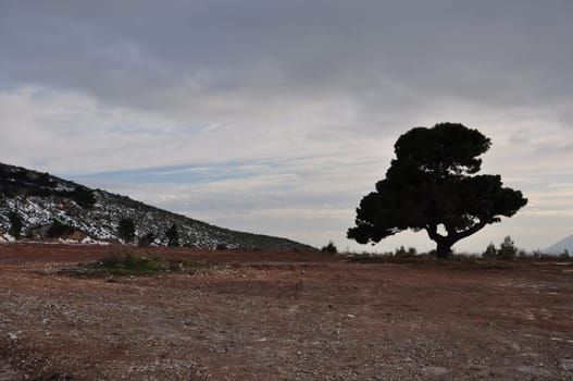 Lone tree under cloudy winter sky. Penteli montain, Athens Greece.
