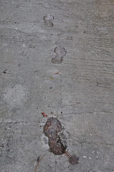 Footprints and dog paw tracks imprinted on wet concrete surface abstract background.