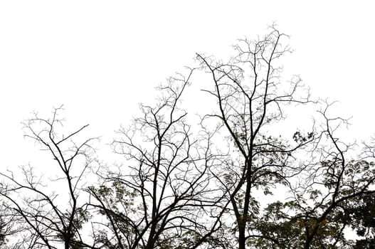Forest trees on white background. Abstract winter nature.