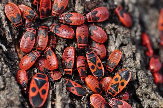 Firebug red insect colony on tree trunk bark. Nature macro.