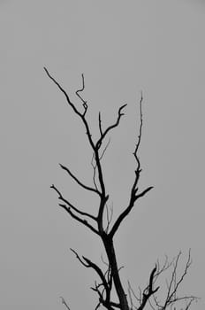 Leafless tree branches silhouette and gray sky on dark winter day.