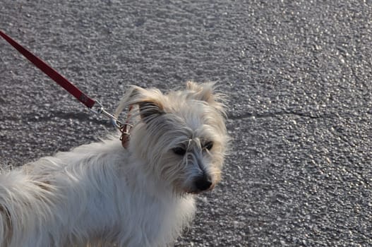 Small white terrier dog on a leash.