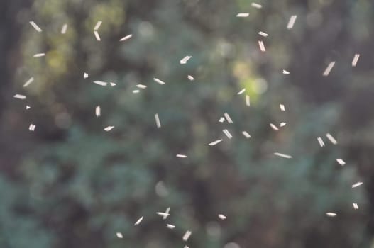 Swarm of small flies flying in circles through ray of light in forest. Abstract nature motion blur.