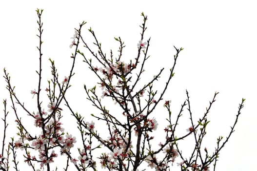 Almond tree branches with pink flowers and buds on white background.