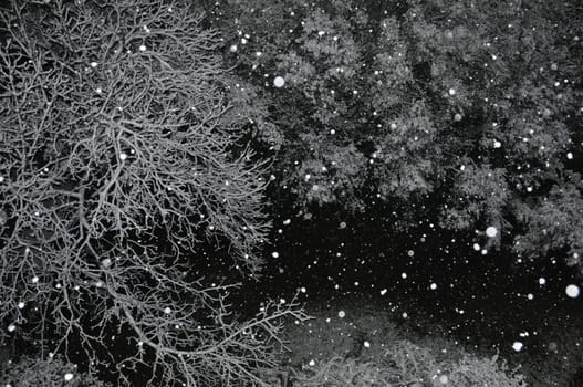 Snow falling over trees on cold winter night.