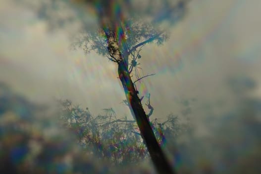 Luminous shapes through tree branches prism distortion. Abstract winter nature blur.