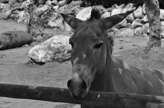 Somali wild ass endangered animal portrait. Black and white.