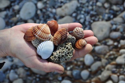 Hand holding sea shells and pumice stones found washed on rocky beach.