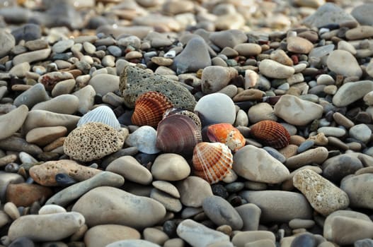 Seashells and pumice stones on rocky beach. Abstract background.