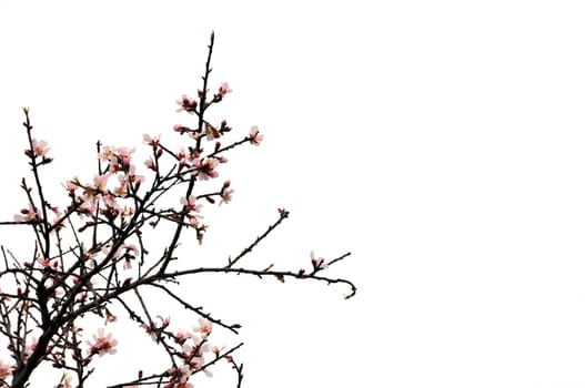 Almond tree branches with pink flowers on white background. Spring new life abstract.