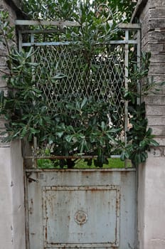 Overgrown plant branches growing through closed old rusty door of abandoned house.