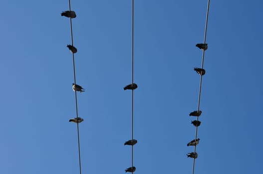 Pigeon birds sitting on a wire under clear blue sky. Abstract nature background.