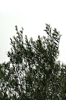 Olive tree branches on white background. Harvest season.