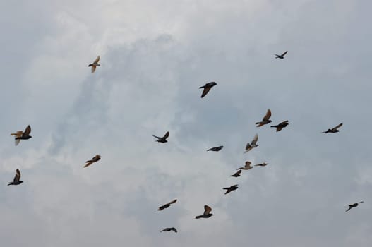 Birds flying under cloudy sky. Abstract background.