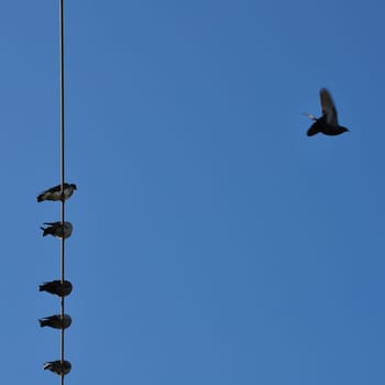 Pigeons on a wire under blue sky. Bird in flight motion blur.