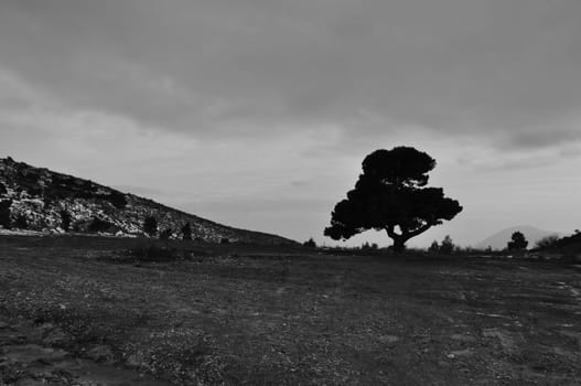 Lone tree under cloudy winter sky. Black and white.