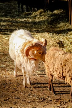 close up of a Goat, sheep