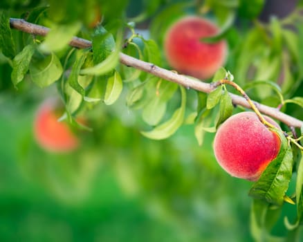 Peach fruit tree