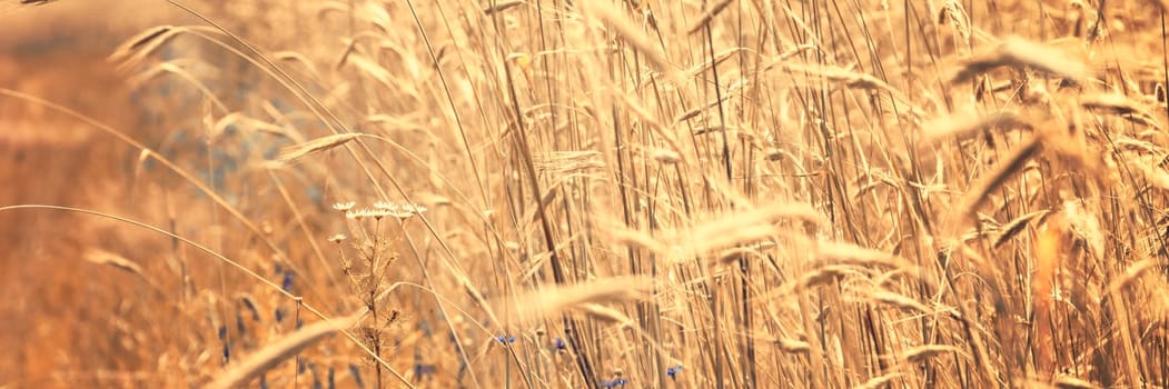 Golden wheat field in sunny day agriculture area