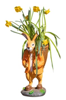 Easter bunny isolated. Close-up of an easter bunny with a basket in which blooming yellow daffodils are isolated on a white background. Happy easter design element.