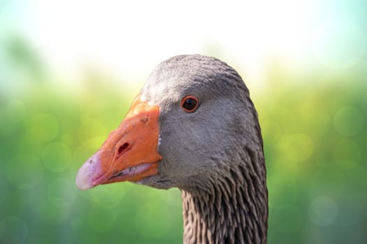 Graylag goose portrait. Close-up of the head of a beautiful graylag with a bright orange beak over abstract natural light green yellow background. Macro.