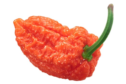 Orange Naga chile pepper (Capsicum chinense x C. frutescens), whole pod
