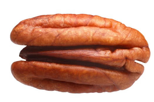 Pecan nut shelled half (Carya illinoinensis seed)