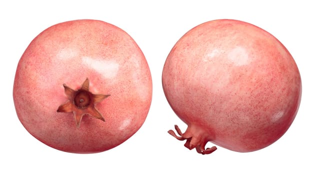 Pale pomegranate (Punica granatum), fresh whole fruit, top view