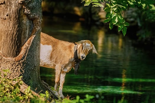 Goat standing on the bank of river near the tree