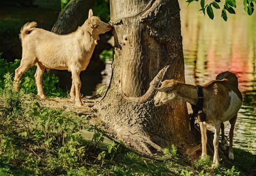 Goats standing on the bank of river near the tree