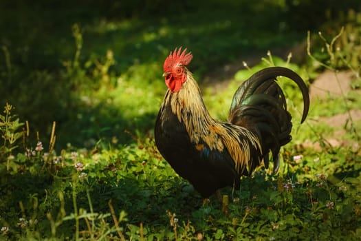 Roosters with red comb in the yard