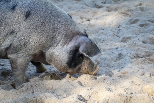 a pied pig buttelt in the sand