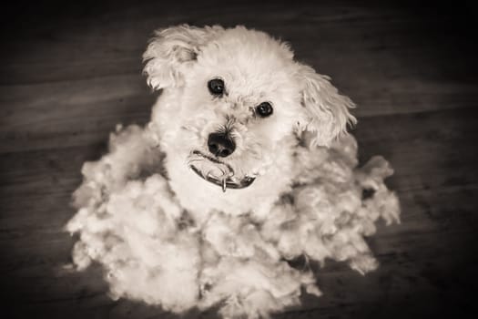 After grooming and haircut bichon frise dog fur