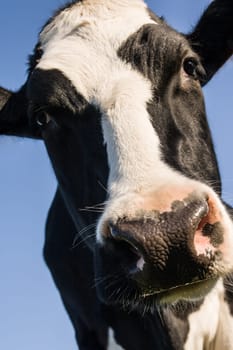 Cow showing big face against blue sky