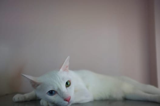A white cat with two different color eyes as blue and yellow sleep