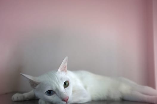 A white cat with two different color eyes as blue and yellow sleep