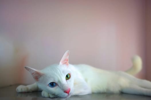 A white cat with two different color eyes as blue and yellow sleep