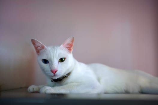 A white cat with two different color eyes as blue and yellow sleep