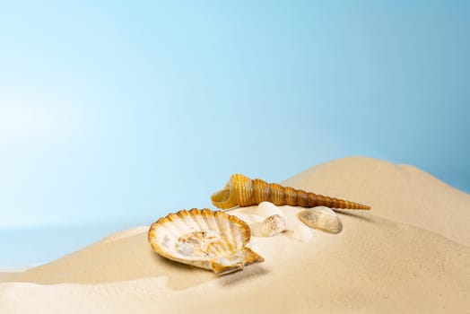 Close up view of shells on the sandy beach with blue sky background