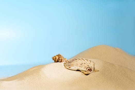 Close up view of shells on the sandy beach with blue sky background