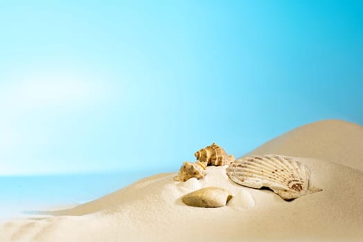 Close up view of shells on the sandy beach with blue sky background
